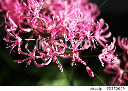 ネリネ ダイヤモンドリリーの花 ネリネ ダイヤモンドリリーの花 62370099