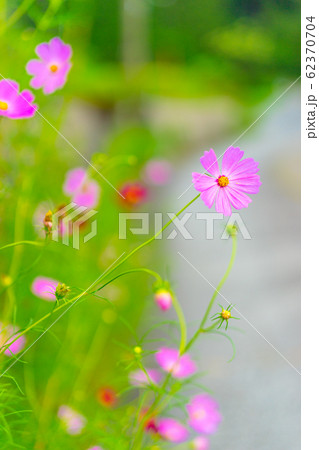 千ヶ峰、水谷コースのコスモス(兵庫県神崎郡神河町)※作品コメント欄に撮影位置 千ヶ峰、水谷コースのコスモス(兵庫県神崎郡神河町)※作品コメント欄に撮影位置 62370704