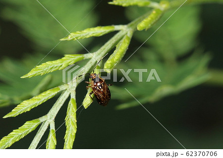 生き物　昆虫　セスジクロツヤカスミカメ、南方系のカスミカメムシ。小楯板の模様が面白い。石垣島にて 62370706