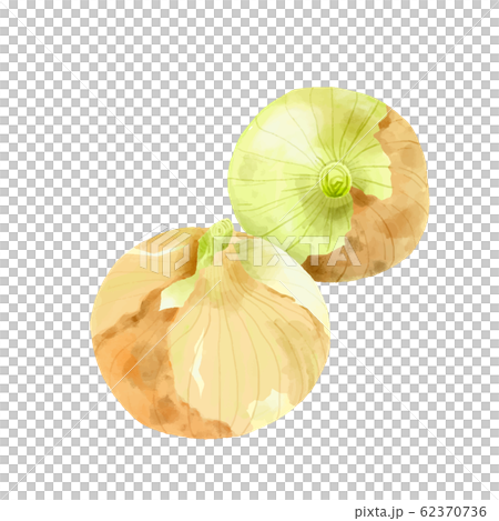 蔬菜新洋蔥 62370736