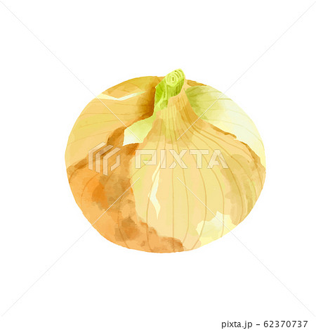 野菜 新たまねぎ 1個 水彩風 野菜 新たまねぎ 1個 水彩風 62370737
