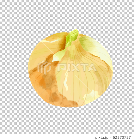 野菜 新たまねぎ 1個 水彩風 野菜 新たまねぎ 1個 水彩風 62370737