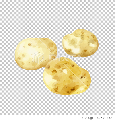 野菜 新ジャガイモ 水彩風 野菜 新ジャガイモ 水彩風 62370738