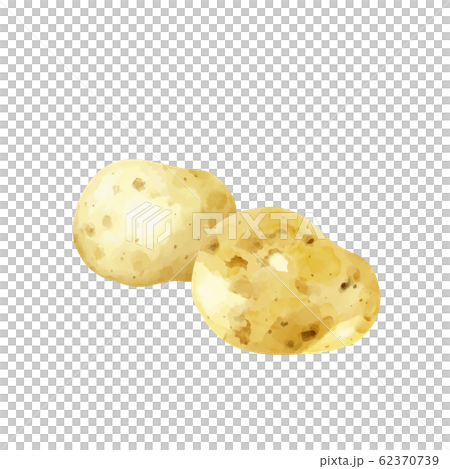 野菜 新ジャガイモ 水彩風 野菜 新ジャガイモ 水彩風 62370739