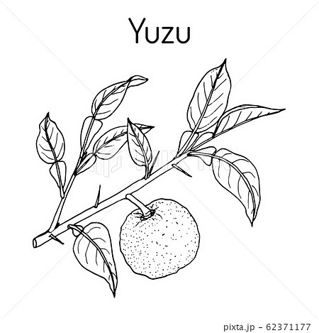 Yuzu Citrus Junos Citrus Fruitのイラスト素材