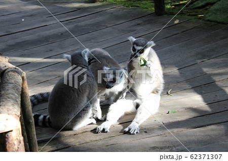 ストックホルムのスカンセンのワオキツネザル 62371307