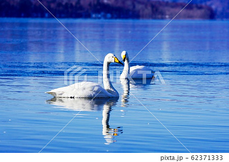 2羽のオオハクチョウ ”屈斜路湖” 2羽のオオハクチョウ ”屈斜路湖” 62371333
