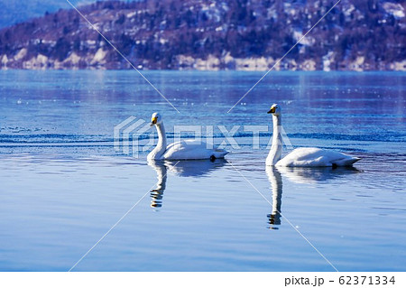 2羽のオオハクチョウ　”屈斜路湖” 62371334