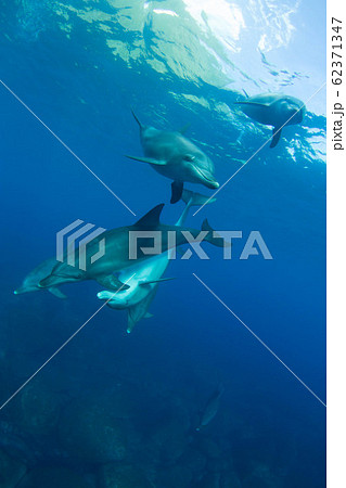 イルカ 62371347