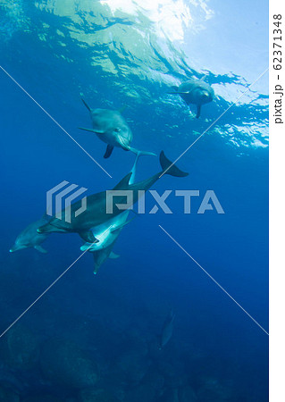 イルカ 62371348