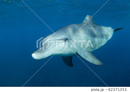 イルカ 62371353