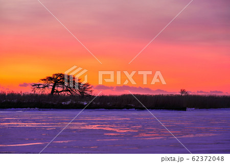 日の出前の本別海一本松 ”別海町” 日の出前の本別海一本松 ”別海町” 62372048