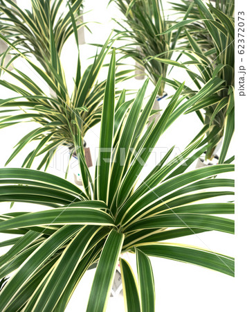 キキョウラン キキョウラン 62372073