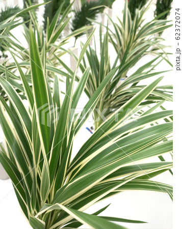 キキョウラン 62372074