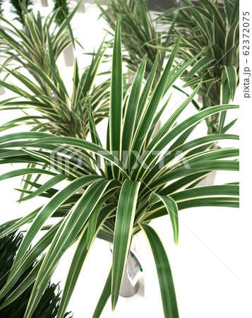 キキョウラン 62372075