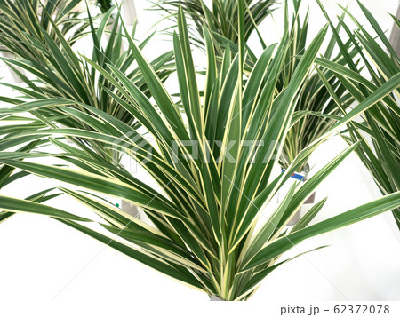 キキョウラン 62372078