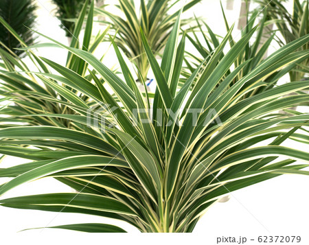 キキョウラン キキョウラン 62372079