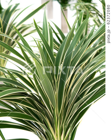 キキョウラン キキョウラン 62372080