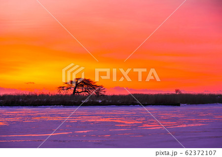 日の出前の本別海一本松 ”別海町” 日の出前の本別海一本松 ”別海町” 62372107