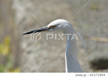 上品な美しい白い大きな鳥、左向き首から上アップ。 62373904