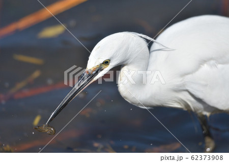 ザリガニを捕食する白い大きな鳥の写真素材