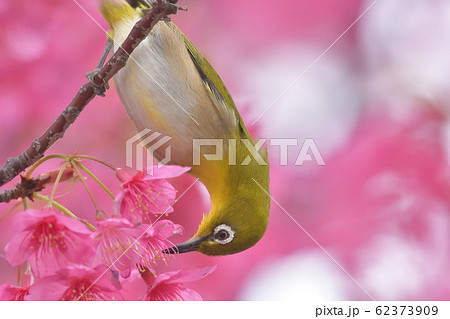 寒緋桜の美しいピンク色の花びらをついばむ緑の小鳥、めじろ。 寒緋桜の美しいピンク色の花びらをついばむ緑の小鳥、めじろ。 62373909