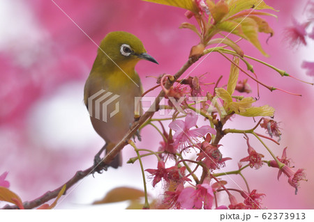 濃いめのピンク色の寒緋桜を背景に、緑色の可愛い小鳥、メジロ右向き 62373913
