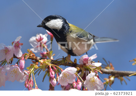 晴天の青い空を背景に、さくらの花びら（ソメイヨシノ）とシジュウカラ 62373921