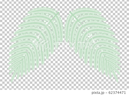 シダ植物の葉 ウラジロ イラスト ベクター 62374471