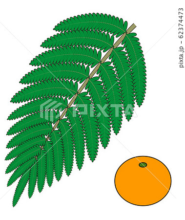 シダ植物の葉 ウラジロ みかん イラスト ベクターのイラスト素材