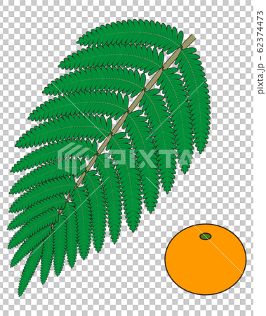 シダ植物の葉 ウラジロ みかん イラスト ベクターのイラスト素材