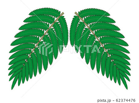 シダ植物の葉 ウラジロ イラスト ベクターのイラスト素材