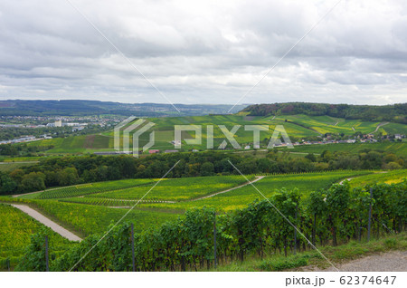 Vineyard Vineyard 62374647