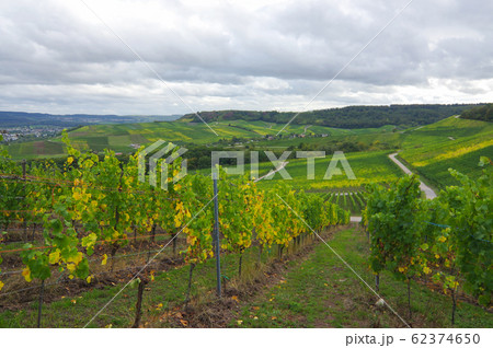 Vineyard Vineyard 62374650