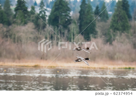 ペアのスズガモが飛んで行く様子　　　　バンク－バ－　ブリティッシュコロンビア　カナダ 62374954