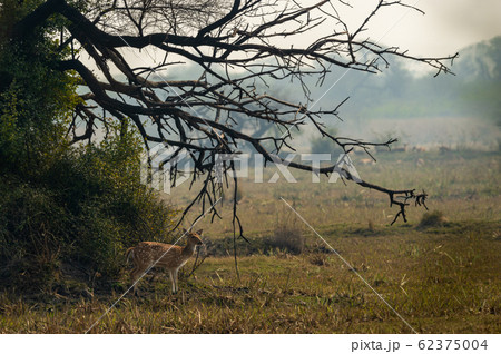 Spotted deer or Chital or Cheetal or axis axis an antler in beautiful landscape at keoladeo national park or bird sanctuary, bharatpur, Rajasthan, India 62375004