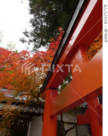 紅葉と朱の鳥居の風景 紅葉と朱の鳥居の風景 62375779