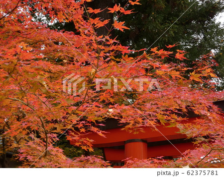 紅葉と朱の鳥居の風景 紅葉と朱の鳥居の風景 62375781