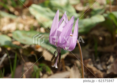 カタクリ 62375847