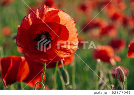 open bud of red poppy flower in the field 62377041