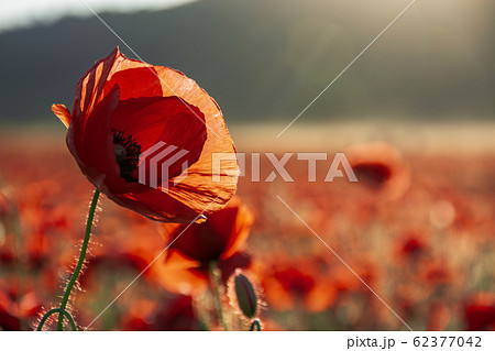 open bud of red poppy flower in the field open bud of red poppy flower in the field 62377042