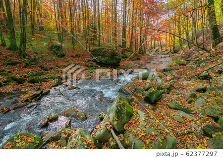 forest river in autumn forest river in autumn 62377297