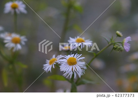 ヒメジョオン 62377373