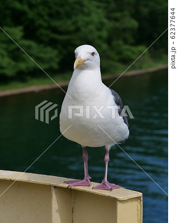 カモメ カモメ 62377644