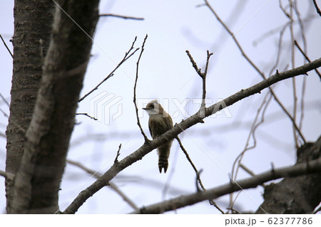荒尾市 四ツ山神社 コゲラ、 荒尾市 四ツ山神社 コゲラ、 62377786