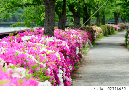 馬毛桜ノ宮公園のツツジ 馬毛桜ノ宮公園のツツジ 62378026