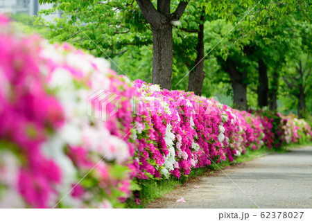 馬毛桜ノ宮公園のツツジ 馬毛桜ノ宮公園のツツジ 62378027