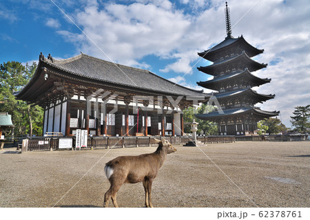 【鹿と興福寺 (東金堂) 五重塔】 奈良県奈良市登大路町 【鹿と興福寺 (東金堂) 五重塔】 奈良県奈良市登大路町 62378761