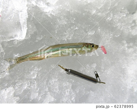 氷上ワカサギ釣り　 62378995