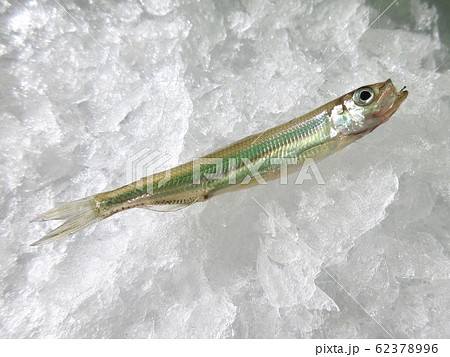 氷上ワカサギ釣り 62378996